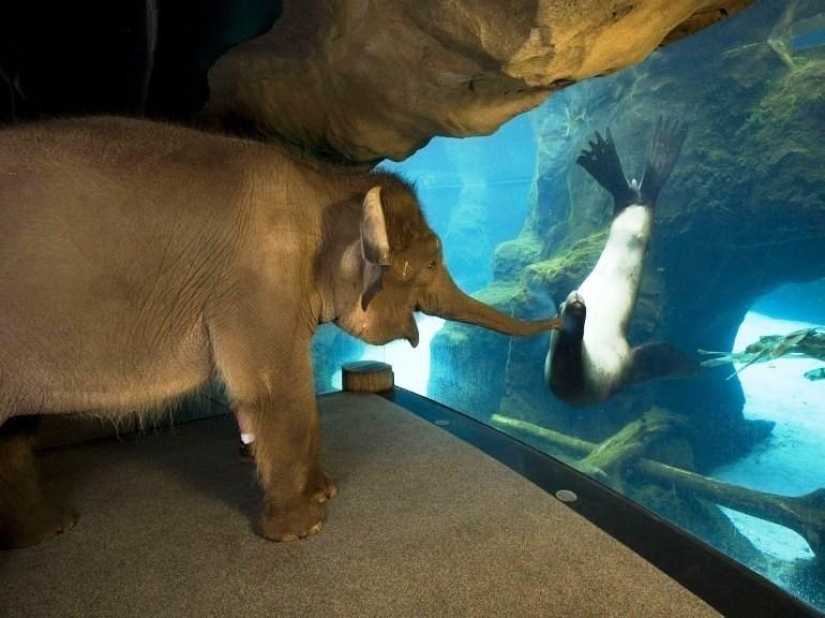 30 personas que encontraron amigos en el zoológico