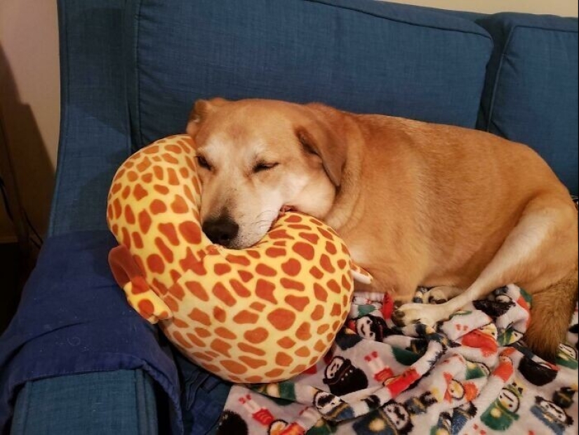 30 pets who can't live a day without their favorite toy