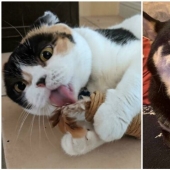 30 pets who can't live a day without their favorite toy