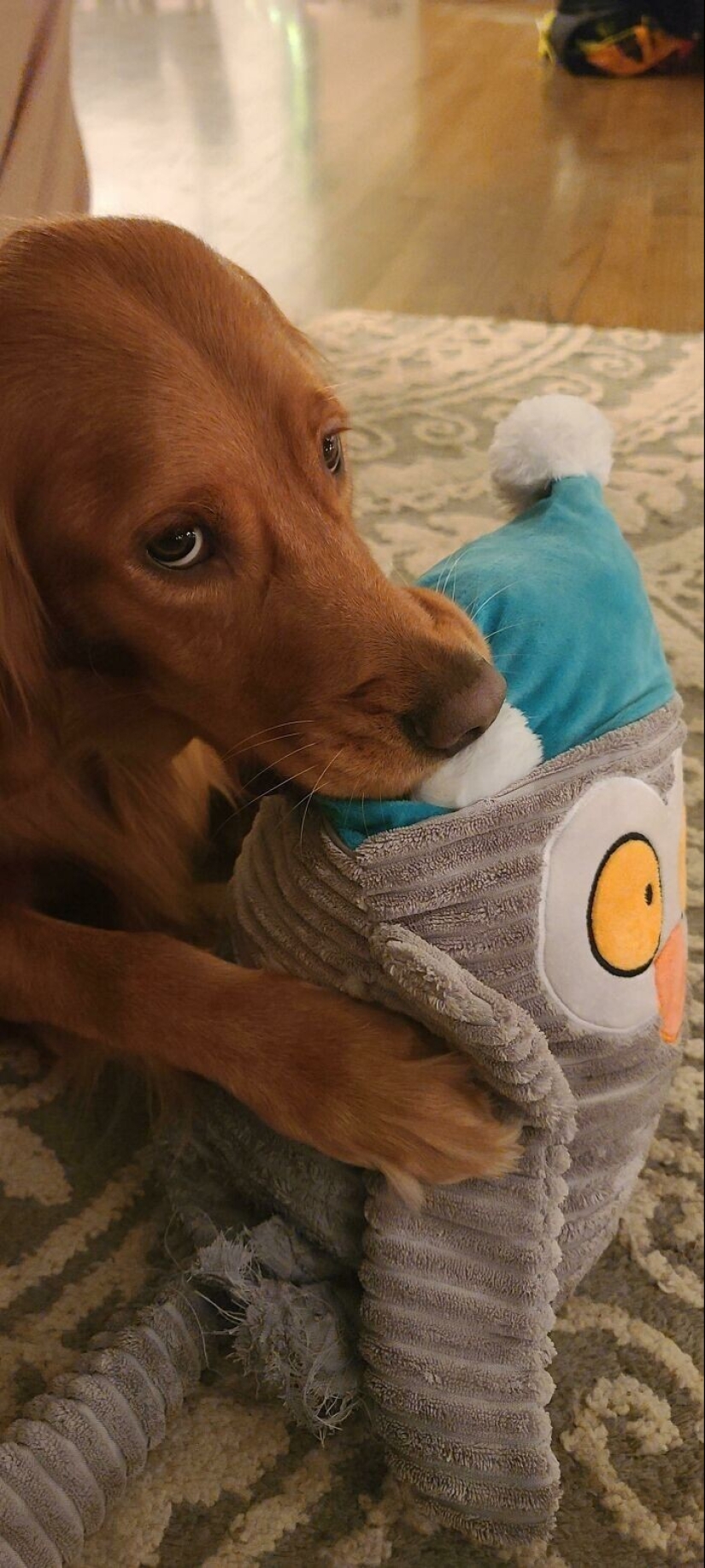 30 pets who can't live a day without their favorite toy