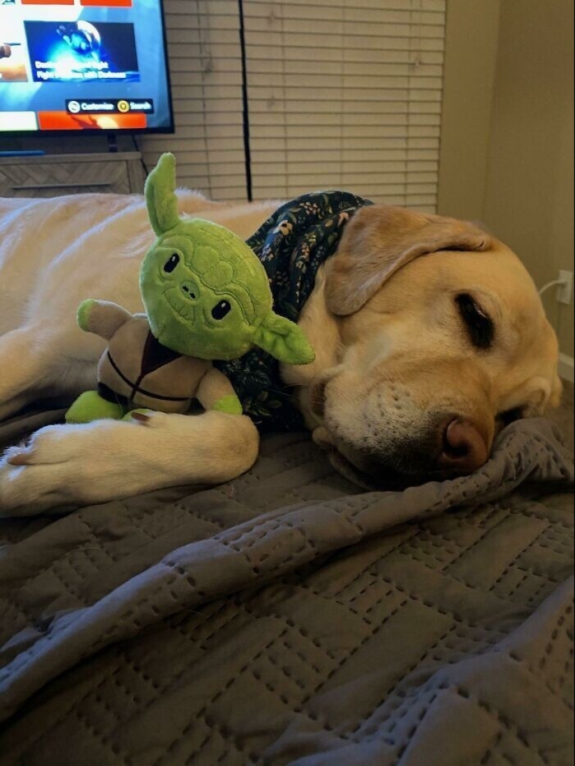 30 pets who can't live a day without their favorite toy