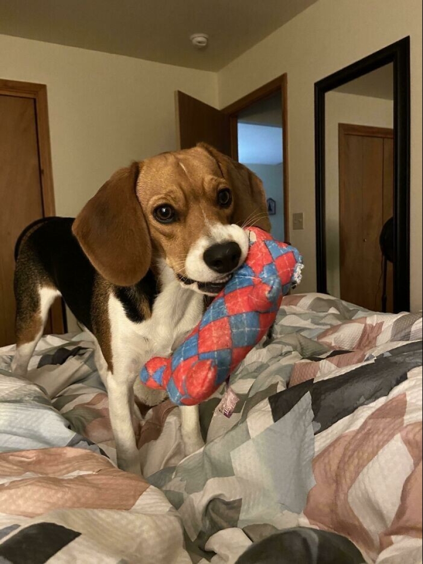 30 pets who can't live a day without their favorite toy