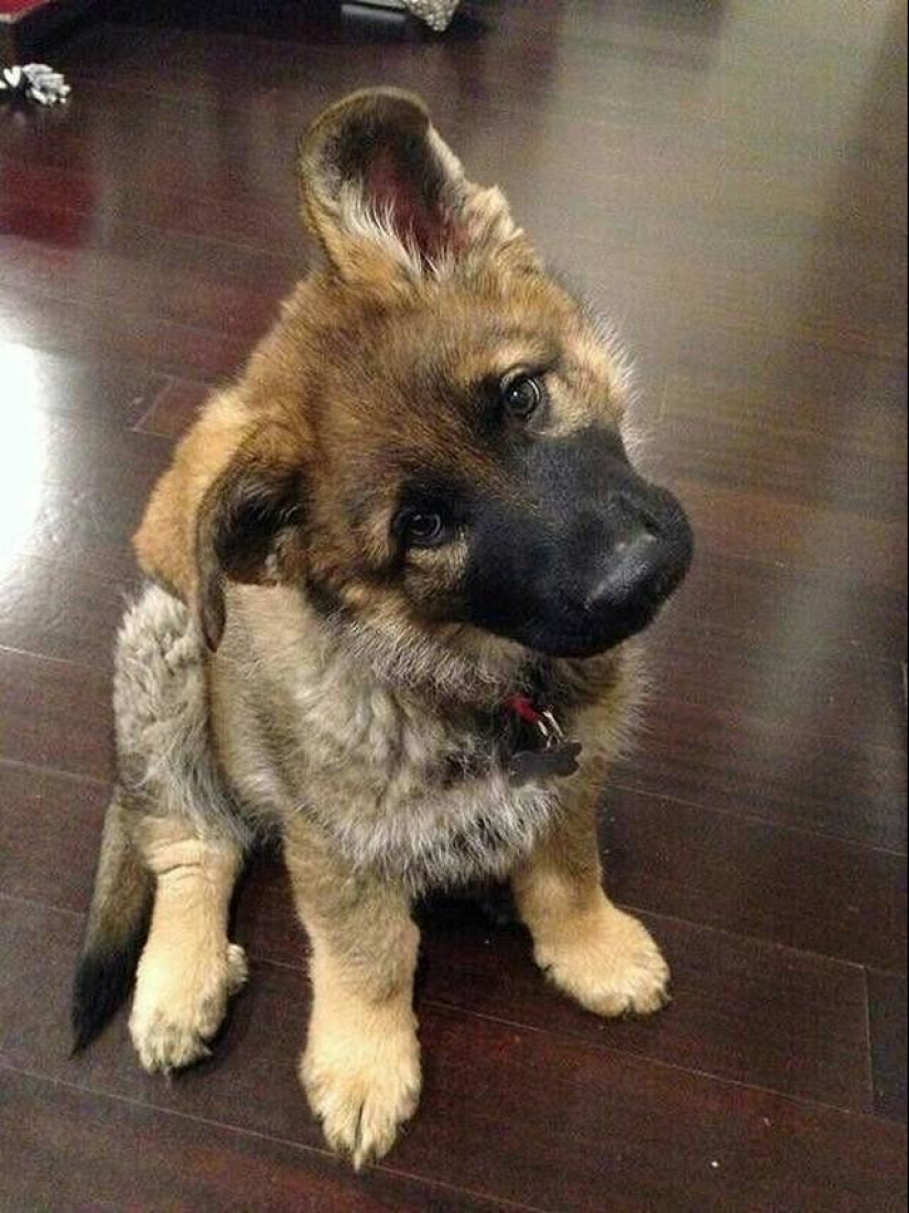 30 photos-evidence that puppies with one raised ear are 90% cuter than normal