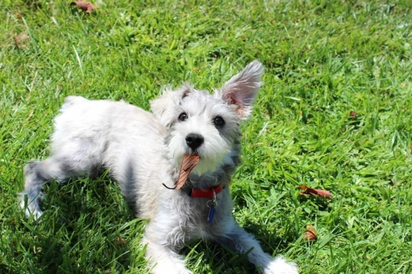 30 photos-evidence that puppies with one raised ear are 90% cuter than normal