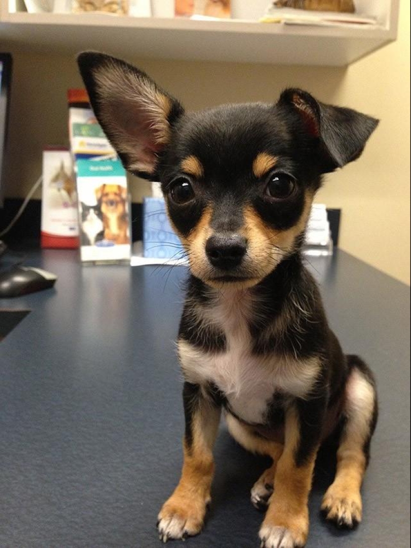 30 photos-evidence that puppies with one raised ear are 90% cuter than normal