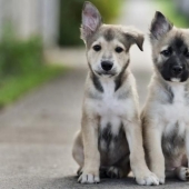 30 photos-evidence that puppies with one raised ear are 90% cuter than normal