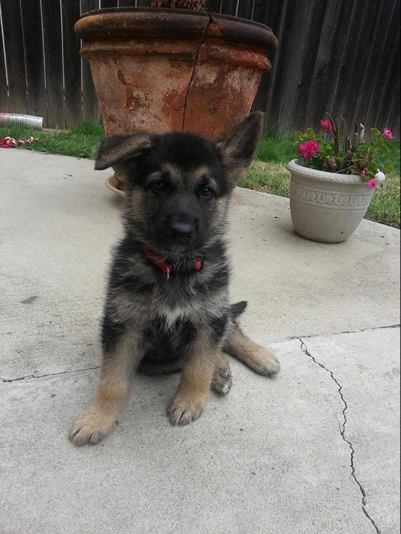 30 photos-evidence that puppies with one raised ear are 90% cuter than normal