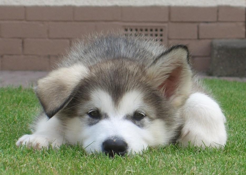 30 photos-evidence that puppies with one raised ear are 90% cuter than normal