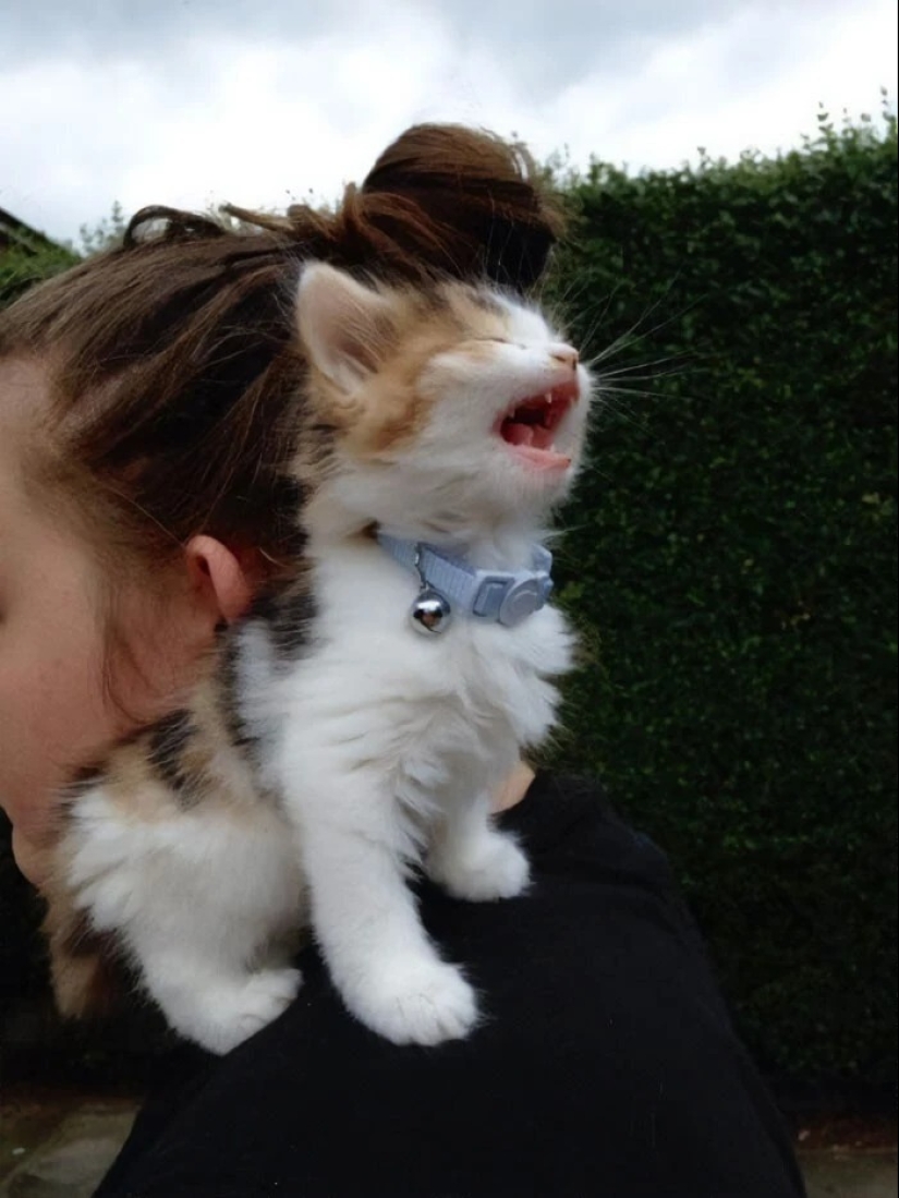 30 photos with kittens, when you look at them, you can hear a loud " Meow»