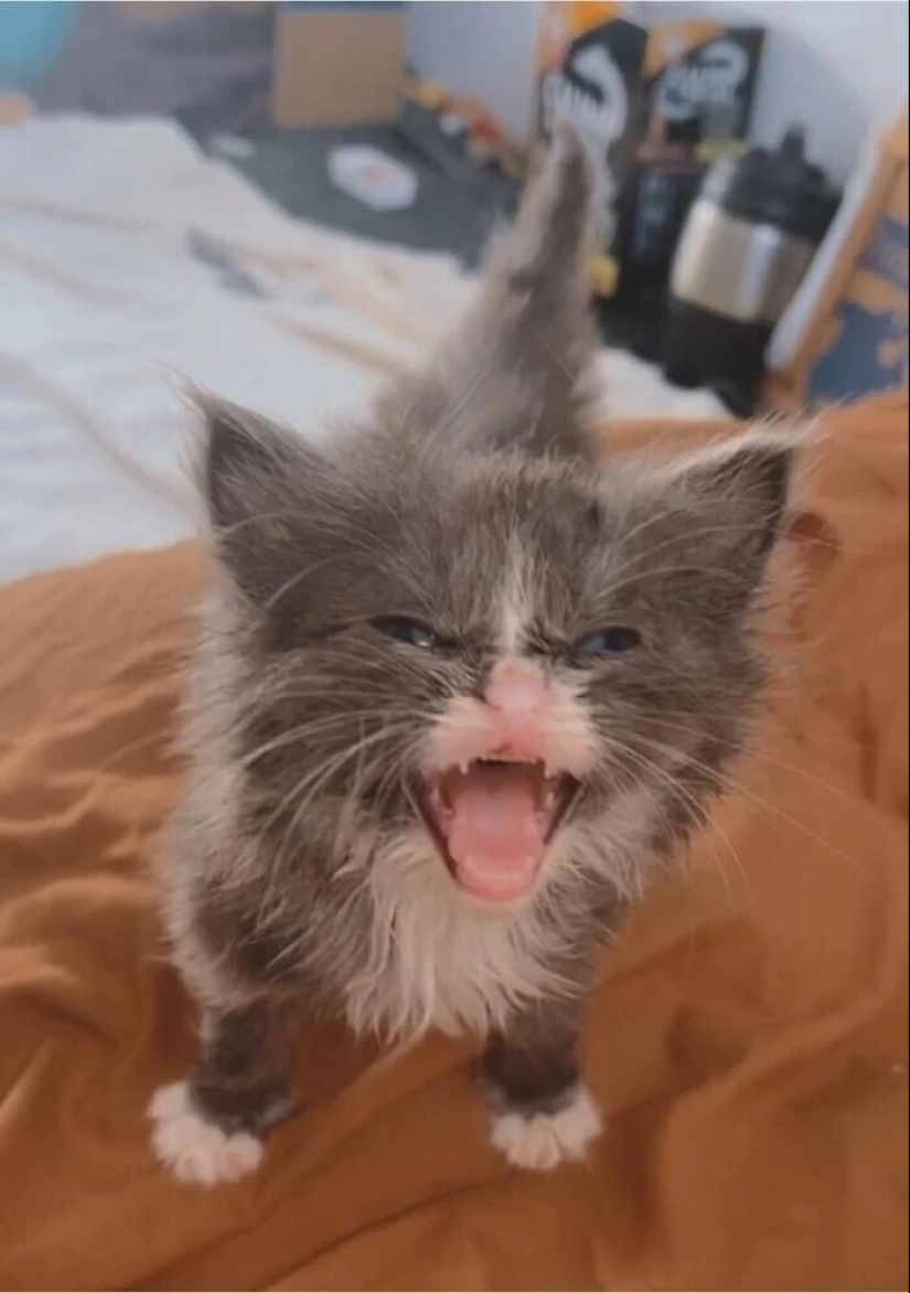 30 photos with kittens, when you look at them, you can hear a loud " Meow»