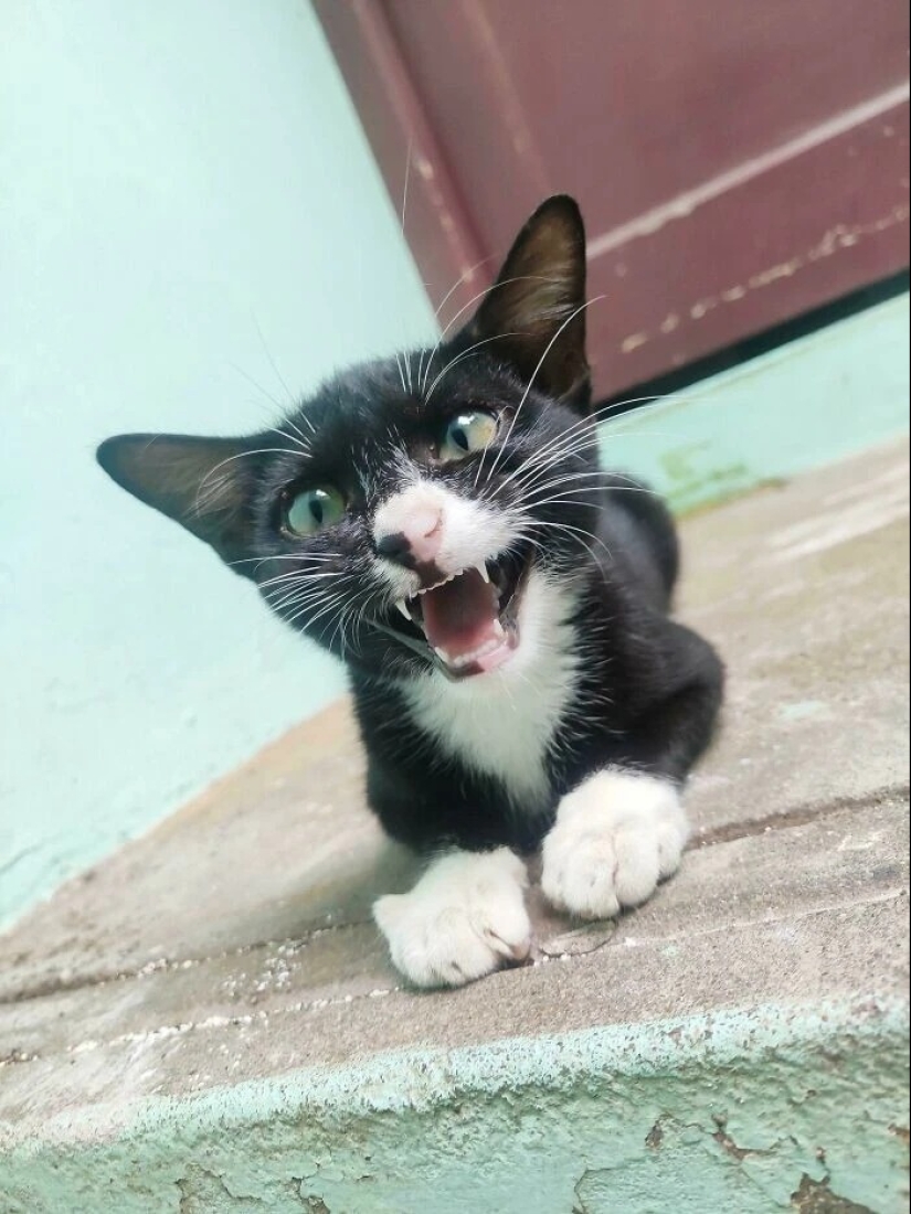 30 photos with kittens, when you look at them, you can hear a loud " Meow»