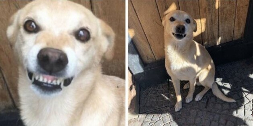 30 "purebred" dogs that really surprised their owners when they grew up