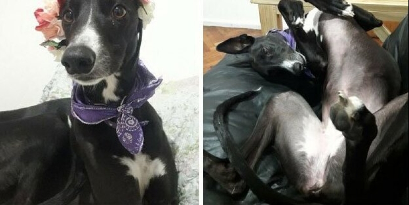 30 "purebred" dogs that really surprised their owners when they grew up