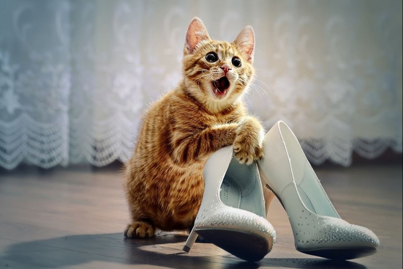 30 razones para cambiar a tu esposa por un gato