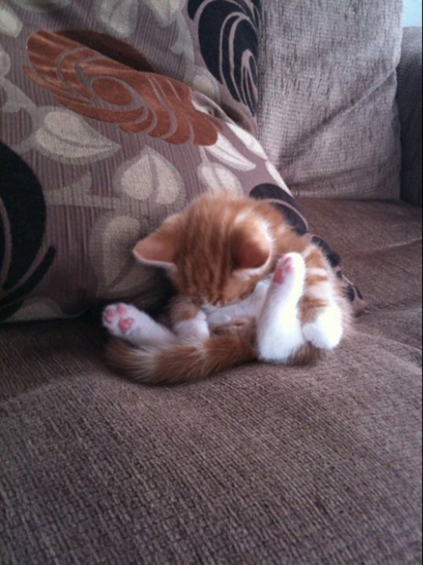 33 cat who fell asleep in the most amazing and unusual poses