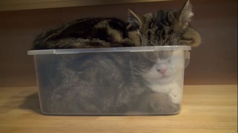 33 cat who fell asleep in the most amazing and unusual poses