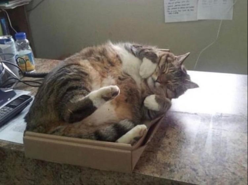 33 cat who fell asleep in the most amazing and unusual poses