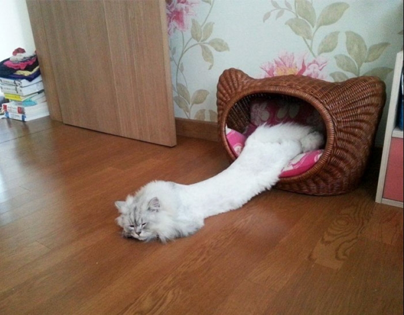 33 cat who fell asleep in the most amazing and unusual poses