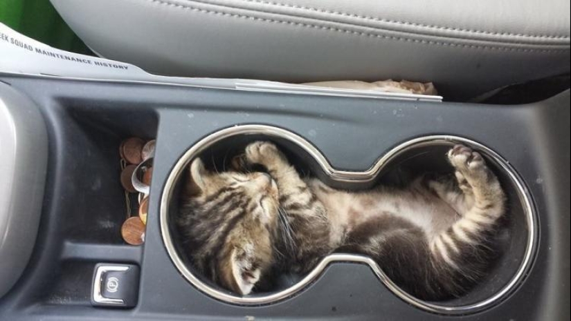 33 cat who fell asleep in the most amazing and unusual poses