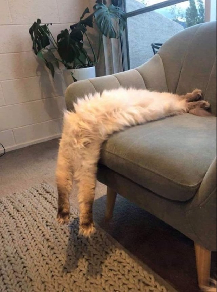 33 cat who fell asleep in the most amazing and unusual poses