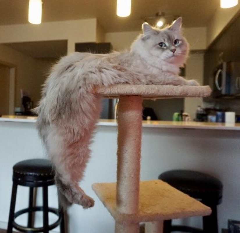 33 cat who fell asleep in the most amazing and unusual poses