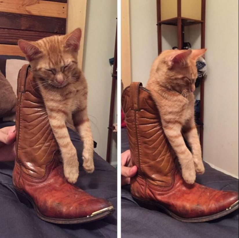 33 cat who fell asleep in the most amazing and unusual poses