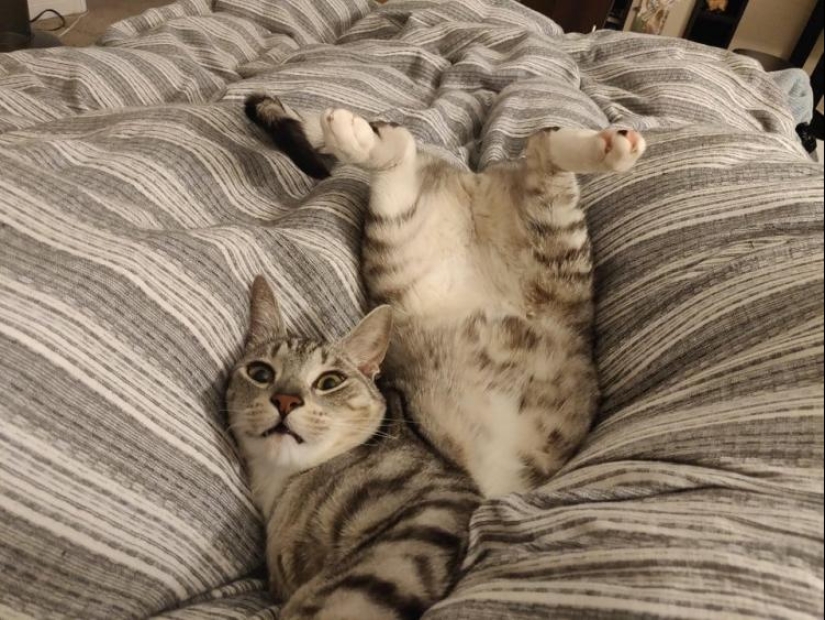 33 cat who fell asleep in the most amazing and unusual poses