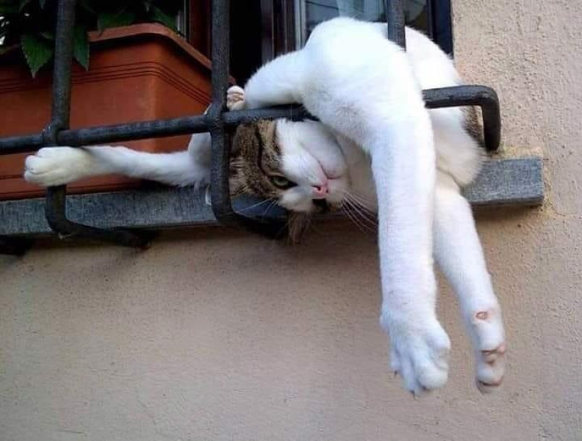 33 cat who fell asleep in the most amazing and unusual poses