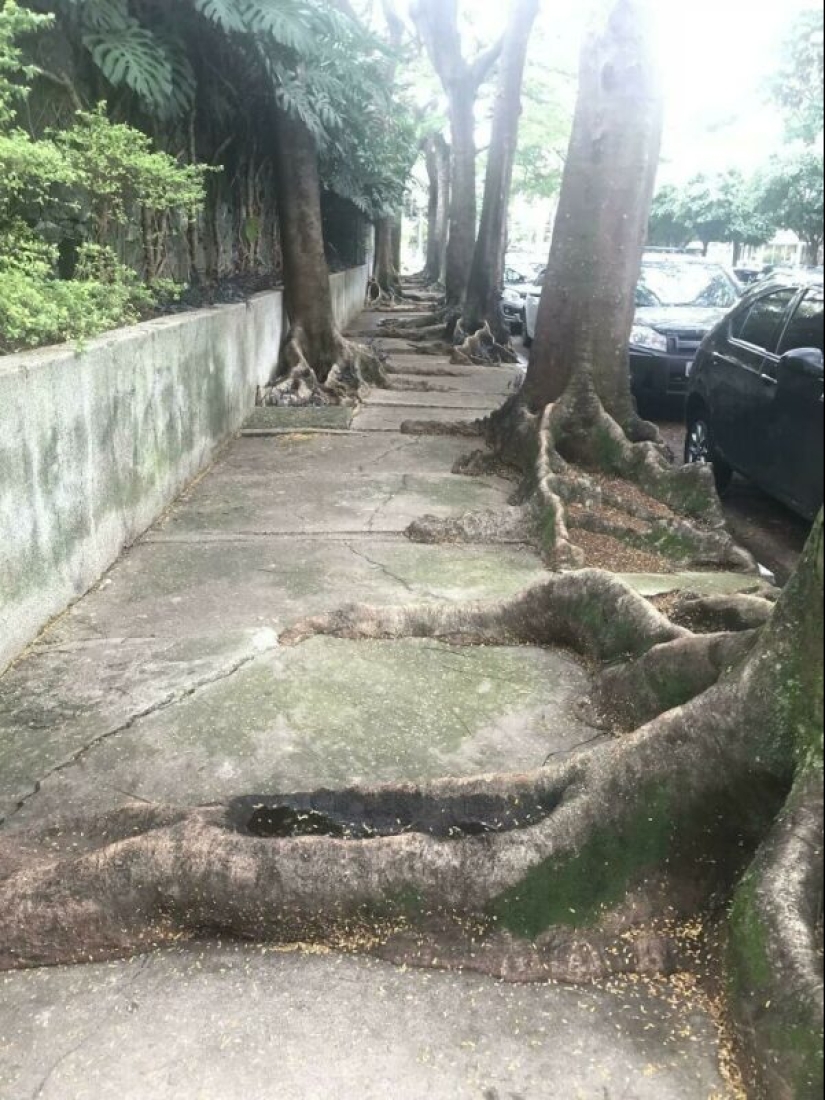 33 fotos de Brasil, un país maravilloso, donde hay un montón de monos