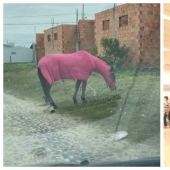 33 fotos de Brasil, un país maravilloso, donde hay un montón de monos