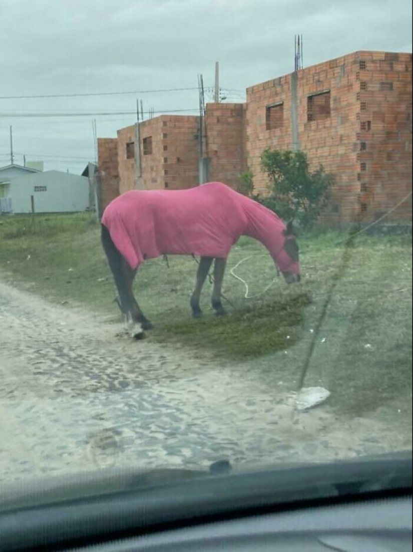 33 fotos de Brasil, un país maravilloso, donde hay un montón de monos