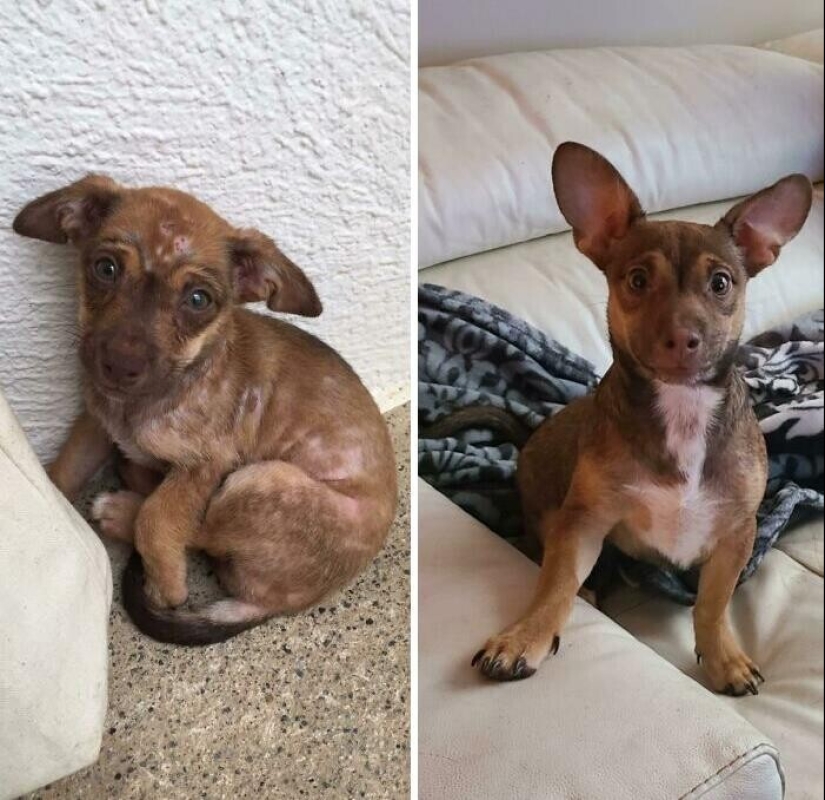 33 fotos de perros antes y después del rescate que tocan el alma