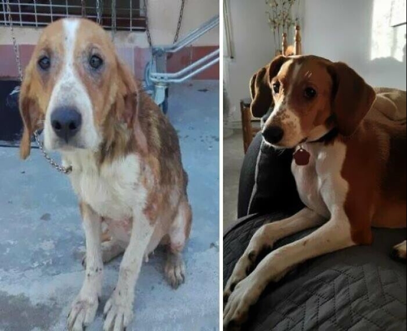 33 fotos de perros antes y después del rescate que tocan el alma