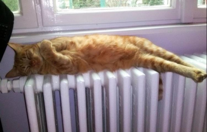 33 gato que se quedó dormido en el más sorprendente e inusual plantea