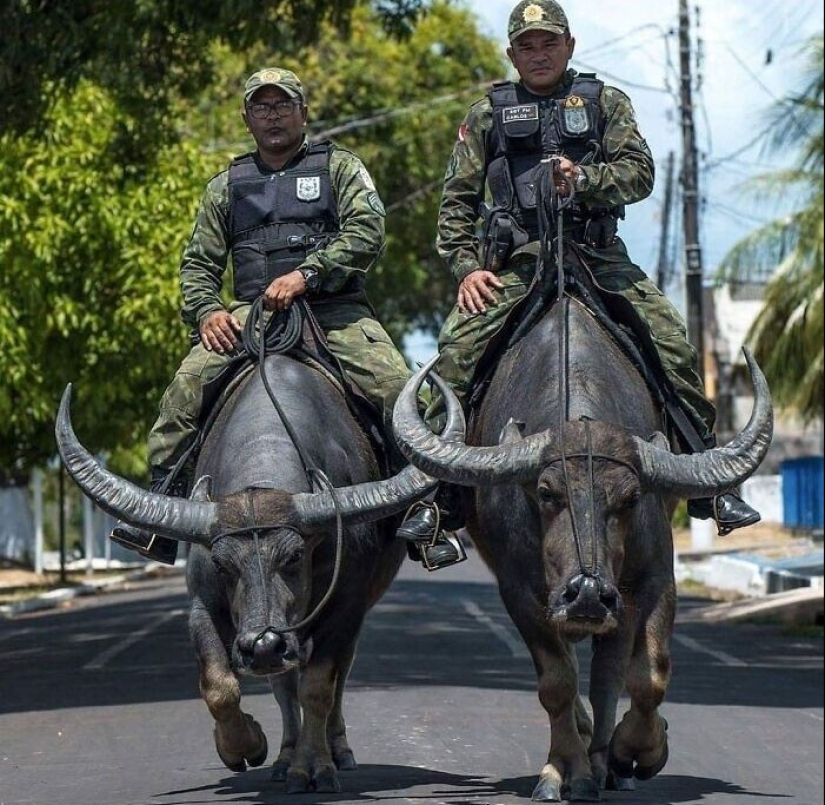 33 photos from Brazil, a wonderful country where there are a lot of monkeys