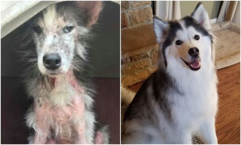 33 photos of dogs before and after the rescue that touch the soul