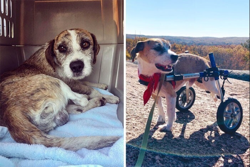 33 photos of dogs before and after the rescue that touch the soul