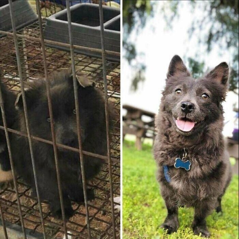 33 photos of dogs before and after the rescue that touch the soul