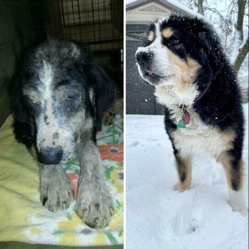 33 photos of dogs before and after the rescue that touch the soul