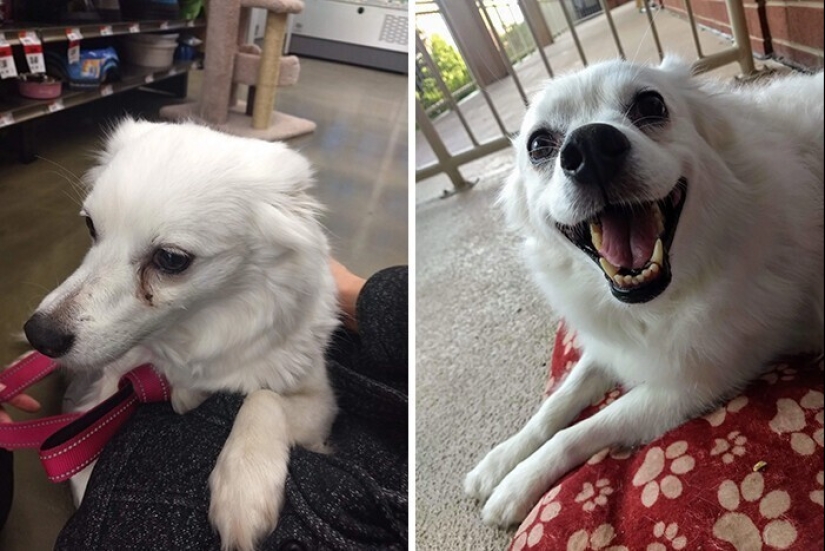 33 photos of dogs before and after the rescue that touch the soul