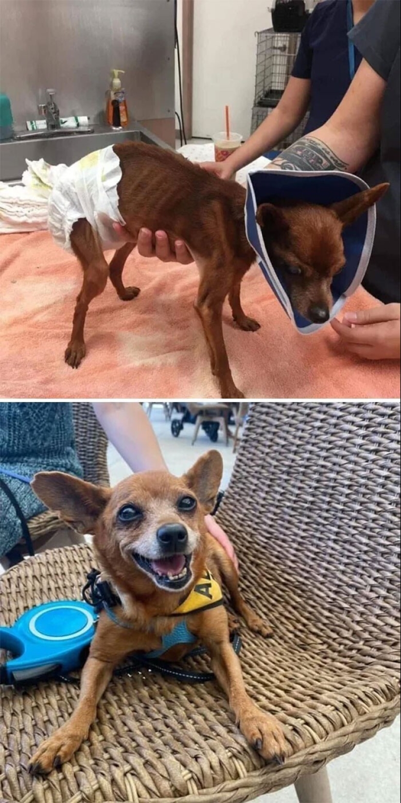 33 photos of dogs before and after the rescue that touch the soul