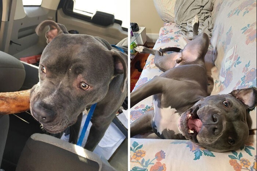 33 photos of dogs before and after the rescue that touch the soul