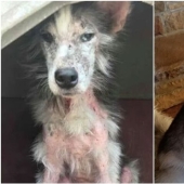 33 photos of dogs before and after the rescue that touch the soul