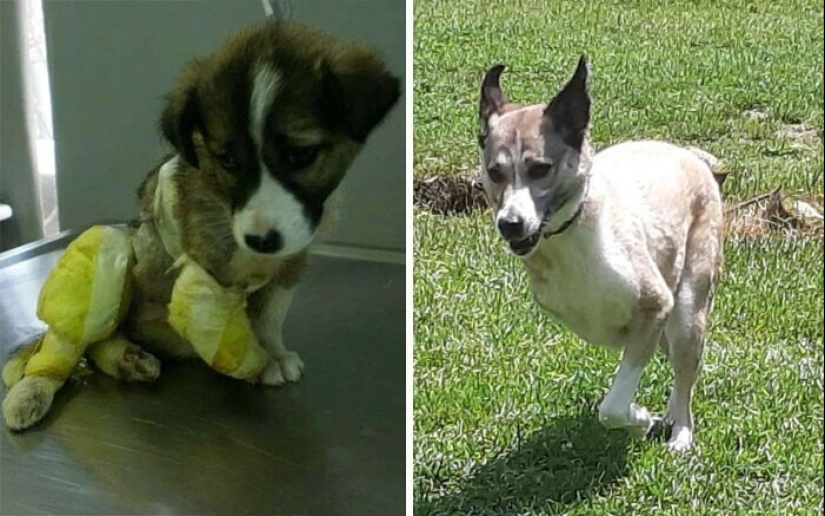 33 photos of dogs before and after the rescue that touch the soul