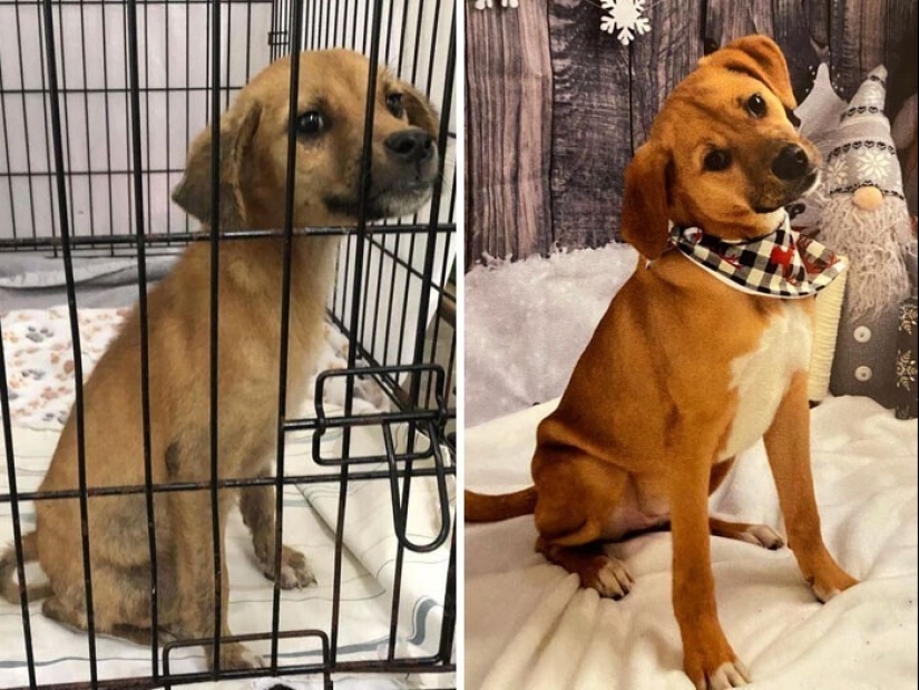 33 photos of dogs before and after the rescue that touch the soul