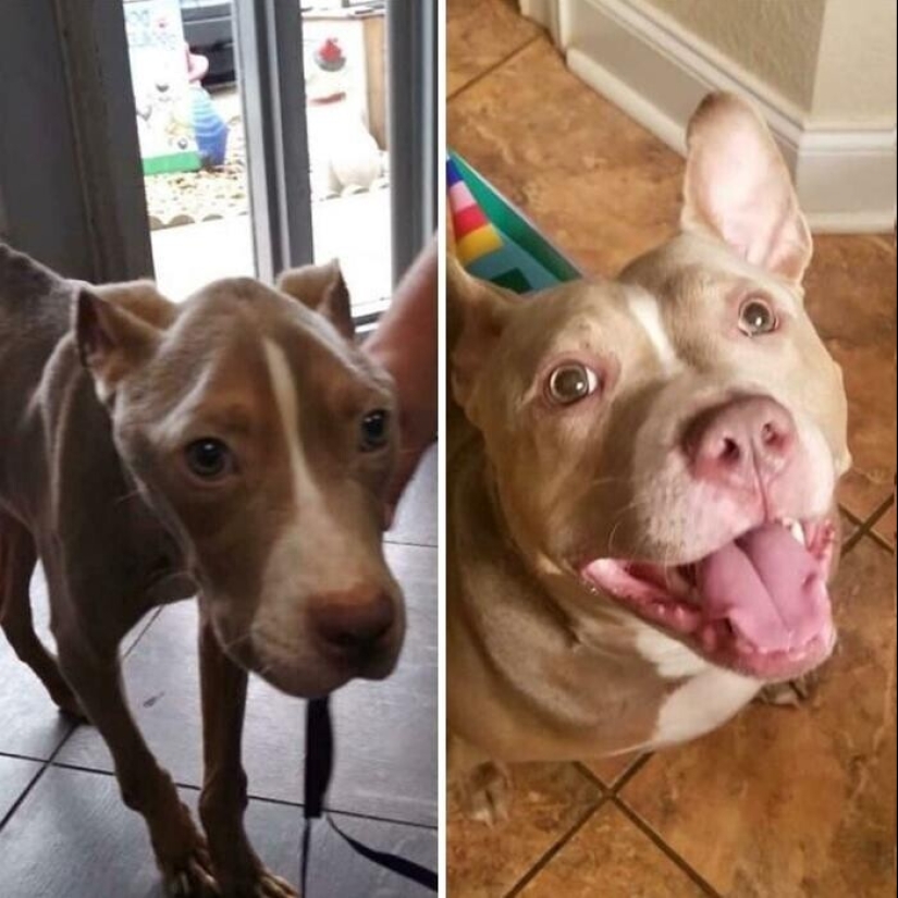 33 photos of dogs before and after the rescue that touch the soul