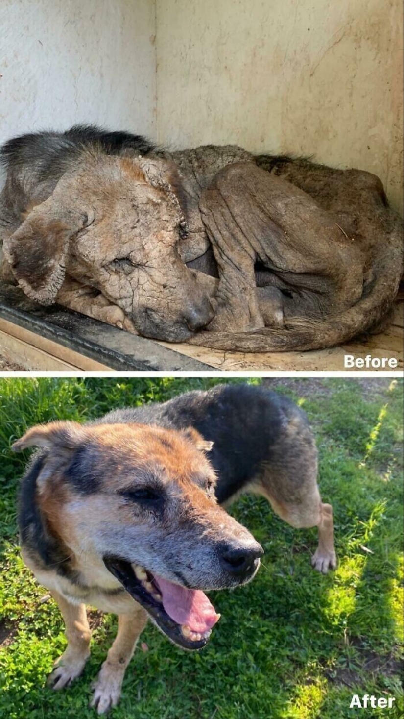 33 photos of dogs before and after the rescue that touch the soul