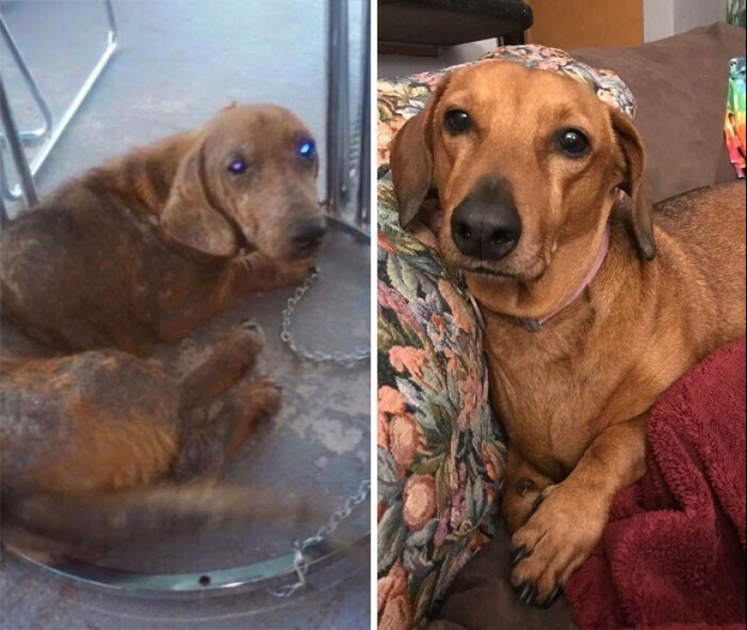 33 photos of dogs before and after the rescue that touch the soul