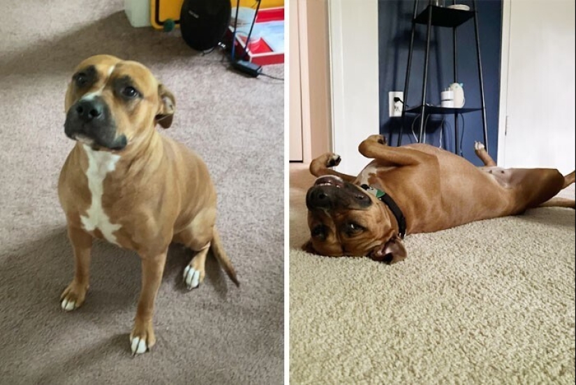 33 photos of dogs before and after the rescue that touch the soul