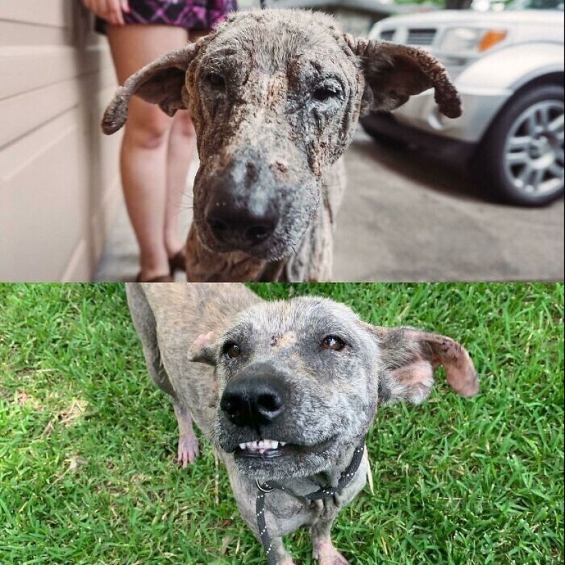 33 photos of dogs before and after the rescue that touch the soul